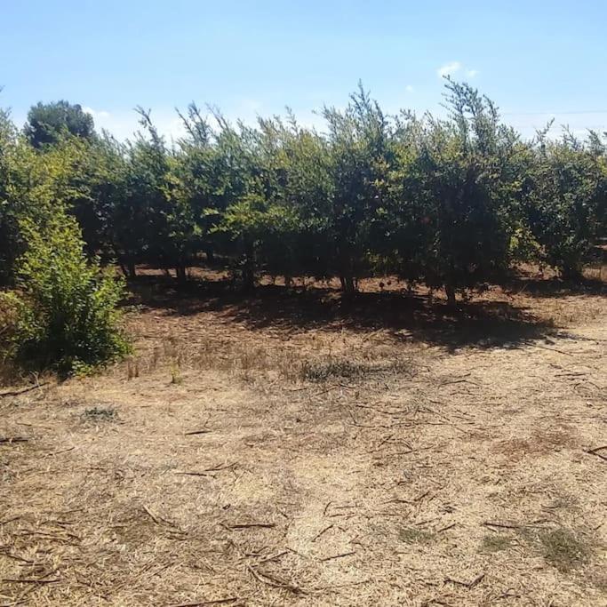 Olive Grove Cottage Skalani Knosos Ngoại thất bức ảnh