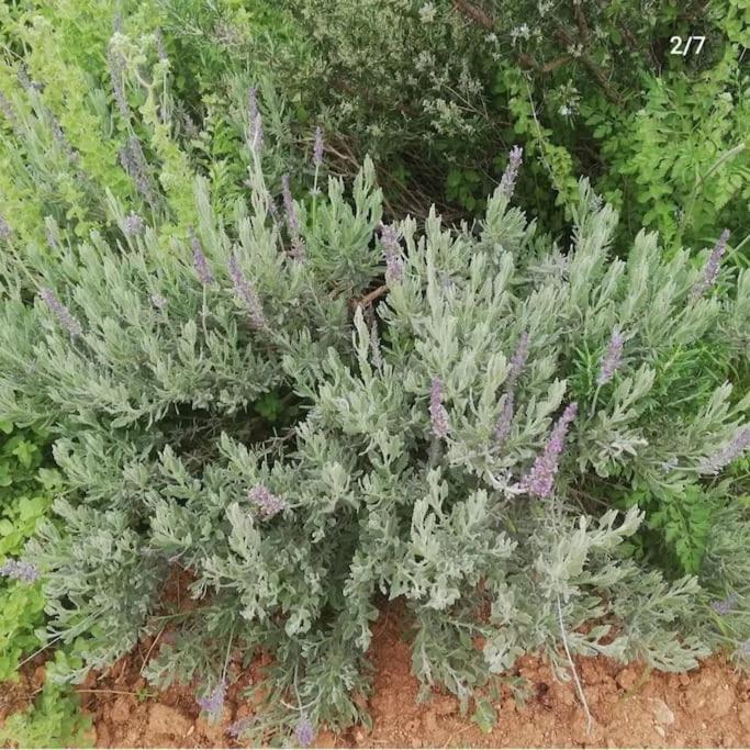 Olive Grove Cottage Skalani Knosos Ngoại thất bức ảnh