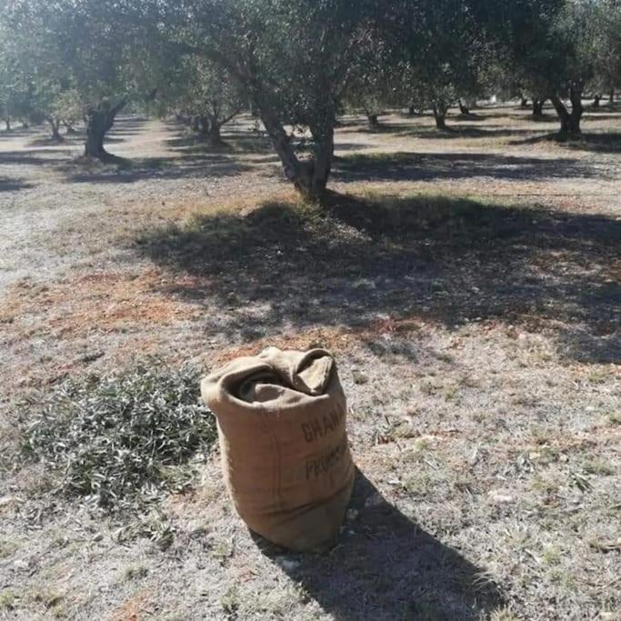 Olive Grove Cottage Skalani Knosos Ngoại thất bức ảnh