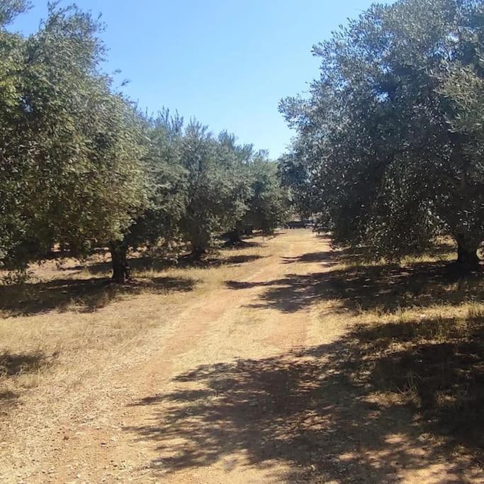 Olive Grove Cottage Skalani Knosos Ngoại thất bức ảnh