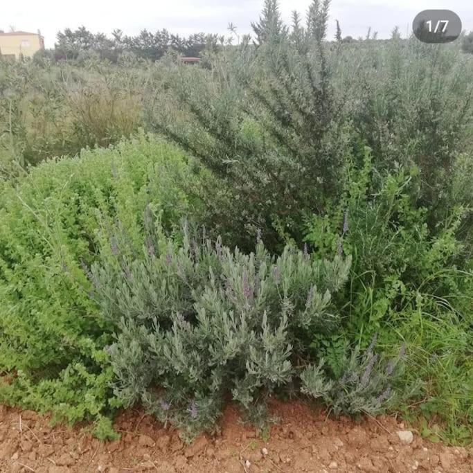 Olive Grove Cottage Skalani Knosos Ngoại thất bức ảnh