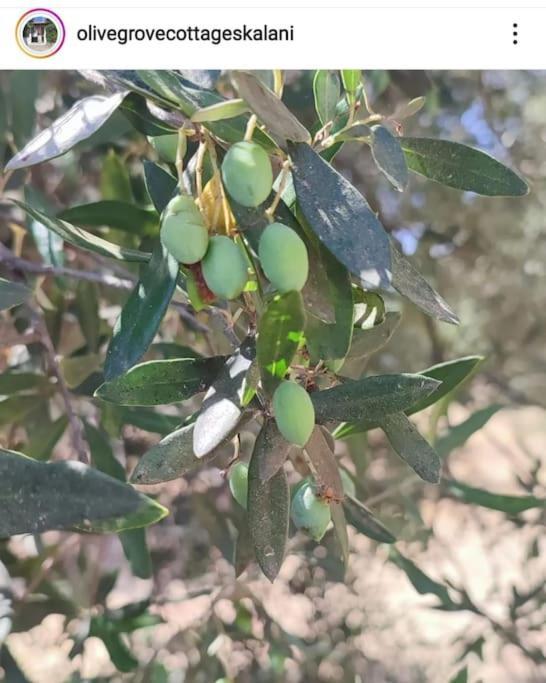 Olive Grove Cottage Skalani Knosos Ngoại thất bức ảnh