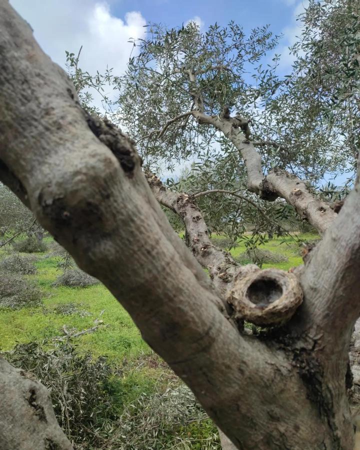 Olive Grove Cottage Skalani Knosos Ngoại thất bức ảnh